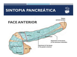 SINTOPIA PANCREÁTICA
FACE ANTERIOR
 