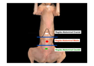 Região Abdominal Cranial



Região Abdominal Média



Região Abdominal Caudal
 