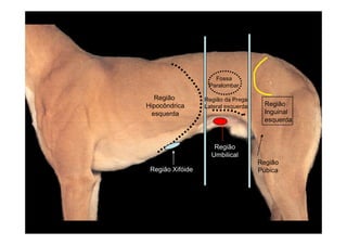 Fossa
                   Paralombar

   Região         Região da Prega
Hipocôndrica      Lateral esquerda     Região
  esquerda                             Inguinal
                                       esquerda



                     Região
                    Umbilical
                                     Região
 Região Xifóide                      Púbica
 