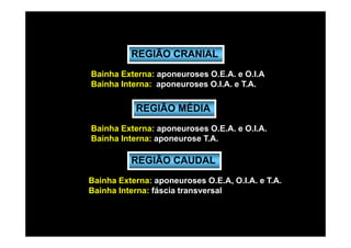 REGIÃO CRANIAL
Bainha Externa: aponeuroses O.E.A. e O.I.A
Bainha Interna: aponeuroses O.I.A. e T.A.

           REGIÃO MÉDIA
Bainha Externa: aponeuroses O.E.A. e O.I.A.
Bainha Interna: aponeurose T.A.

          REGIÃO CAUDAL
Bainha Externa: aponeuroses O.E.A, O.I.A. e T.A.
Bainha Interna: fáscia transversal
 