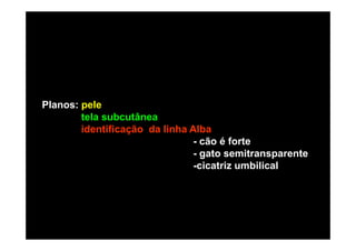 Planos: pele
        tela subcutânea
        identificação da linha Alba
                                - cão é forte
                                - gato semitransparente
                                -cicatriz umbilical
 