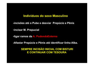 Indivíduos do sexo Masculino

-incisões até o Pube e desviar Prepúcio e Pênis

-incisar M. Prepucial

-ligar ramos da A. PudendaExterna

-Afastar Prepúcio e Pênis até identificar linha Alba.

      SEMPRE INCISÃO INICIAL COM BISTURI
         E CONTINUAR COM TESOURA
 