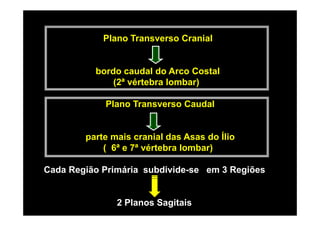 Plano Transverso Cranial


          bordo caudal do Arco Costal
              (2ª vértebra lombar)

            Plano Transverso Caudal


        parte mais cranial das Asas do Ílio
            ( 6ª e 7ª vértebra lombar)

Cada Região Primária subdivide-se em 3 Regiões


               2 Planos Sagitais
 