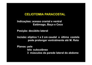 CELIOTOMIA PARACOSTAL

Indicações: acesso cranial e ventral
             Estômago, Baço e Ceco

Posição: decúbito lateral

Incisão: elíptica 1 a 2 cm caudal a última costela
         pode prolongar ventralmente até M. Reto

Planos: pele
        tela subcutânea
        3 músculos da parede lateral do abdome
 