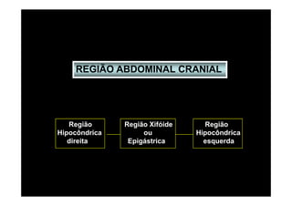 REGIÃO ABDOMINAL CRANIAL




   Região      Região Xifóide     Região
Hipocôndrica        ou          Hipocôndrica
   direita      Epigástrica       esquerda
 