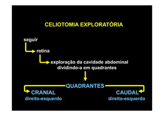 CELIOTOMIA EXPLORATÓRIA

seguir

     rotina

              exploração da cavidade abdominal
                dividindo-a em quadrantes


                    QUADRANTES
   CRANIAL                               CAUDAL
direito-esquerdo                     direito-esquerdo
 