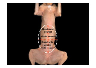 Quadrante
  Cranial
direito esquerdo


 Quadrante
  Caudal
direito esquerdo
 