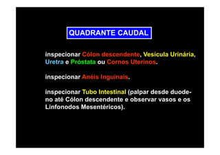QUADRANTE CAUDAL

inspecionar Cólon descendente, Vesícula Urinária,
Uretra e Próstata ou Cornos Uterinos.

inspecionar Anéis Inguinais.

inspecionar Tubo Intestinal (palpar desde duode-
no até Cólon descendente e observar vasos e os
Linfonodos Mesentéricos).
 