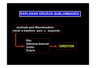 EXPLORAR ÓRGÃOS SUBLOMBARES



   auxiliado pelo Mesoduodeno
retrair o Intestino para a esquerda


          Rim
          Glândula Adrenal
          Ureter                  DIREITOS
          Ovário
 