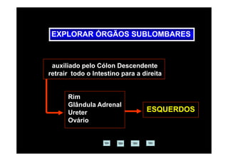 EXPLORAR ÓRGÃOS SUBLOMBARES



 auxiliado pelo Cólon Descendente
retrair todo o Intestino para a direita


      Rim
      Glândula Adrenal
      Ureter                     ESQUERDOS
      Ovário
 