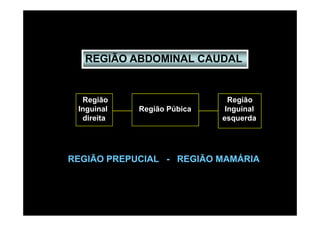 REGIÃO ABDOMINAL CAUDAL


  Região                      Região
 Inguinal   Região Púbica    Inguinal
  direita                   esquerda




REGIÃO PREPUCIAL - REGIÃO MAMÁRIA
 