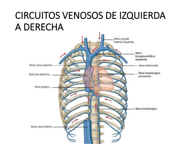 Anatomia toracica Anatomia toracica