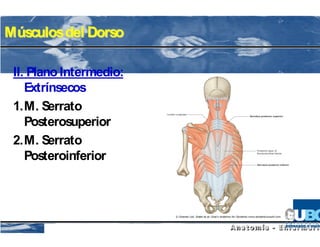 M úsculos del Dorso

 II. Plano Intermedio:
    Extrínsecos
 1.M. Serrato
    Posterosuperior
 2.M. Serrato
    Posteroinferior
 