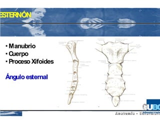 ESTERNÓN



 • Manubrio
 • Cuerpo
 • Proceso Xifoides

 Ángulo esternal
 