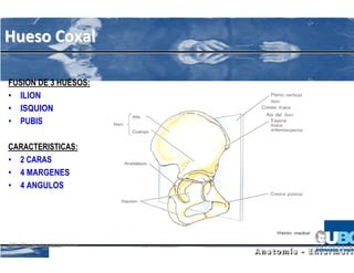 FUSION DE 3 HUESOS:
• ILION
• ISQUION
• PUBIS

CARACTERISTICAS:
• 2 CARAS
• 4 MARGENES
• 4 ANGULOS




KIN 101 / Anatomía Humana
 