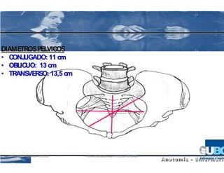 DIAMETROS PELVICOS
• CONJ UGADO: 11 cm
• OBLICUO: 13 cm
• TRANSVERSO: 13,5 cm




  KIN 101 / Anatomía Humana   Universidad de Las Américas © 2008
 