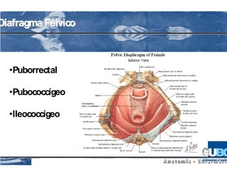 Diafragma Pélvico



  •Puborrectal

  •Pubococcígeo

  •Ileococcígeo
 