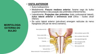 ANATOMIA TRONCO ENCEFÁLICO.pdf Mesencéfalo ponte bulbo tronco ...