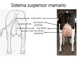 Sistema suspensor mamario
Suelo pelvis
Lig. Lateral
profundo
Lig. Medio
Lig. Lateral
superficial
 