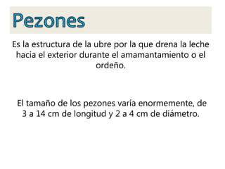 Es la estructura de la ubre por la que drena la leche
hacia el exterior durante el amamantamiento o el
ordeño.
El tamaño de los pezones varía enormemente, de
3 a 14 cm de longitud y 2 a 4 cm de diámetro.
 