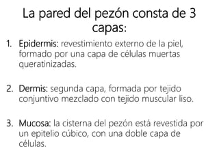La pared del pezón consta de 3
capas:
1. Epidermis: revestimiento externo de la piel,
formado por una capa de células muertas
queratinizadas.
2. Dermis: segunda capa, formada por tejido
conjuntivo mezclado con tejido muscular liso.
3. Mucosa: la cisterna del pezón está revestida por
un epitelio cúbico, con una doble capa de
células.
 