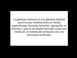 La glándula mamaria es una glándula epitelial
exocrina que sintetiza leche en células
especializadas llamadas lactocitos, agrupados en
alveolos, y que es excretada fuera del cuerpo por
medio de un sistema de conductos con una
estructura ramificada.
 