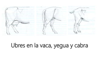 Ubres en la vaca, yegua y cabra
 