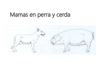 Mamas en perra y cerda
 