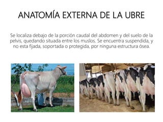 ANATOMÍA EXTERNA DE LA UBRE
Se localiza debajo de la porción caudal del abdomen y del suelo de la
pelvis, quedando situada entre los muslos. Se encuentra suspendida, y
no esta fijada, soportada o protegida, por ninguna estructura ósea.
ANATOMÍA EXTERNA DE LA UBRE
 
