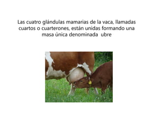 Las cuatro glándulas mamarias de la vaca, llamadas
cuartos o cuarterones, están unidas formando una
masa única denominada ubre
 