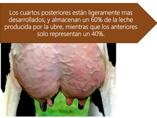 Los cuartos posteriores están ligeramente mas
desarrollados, y almacenan un 60% de la leche
producida por la ubre, mientras que los anteriores
solo representan un 40%.
 