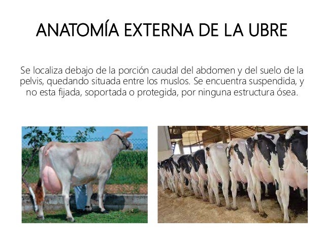 Anatomia ubre bovina