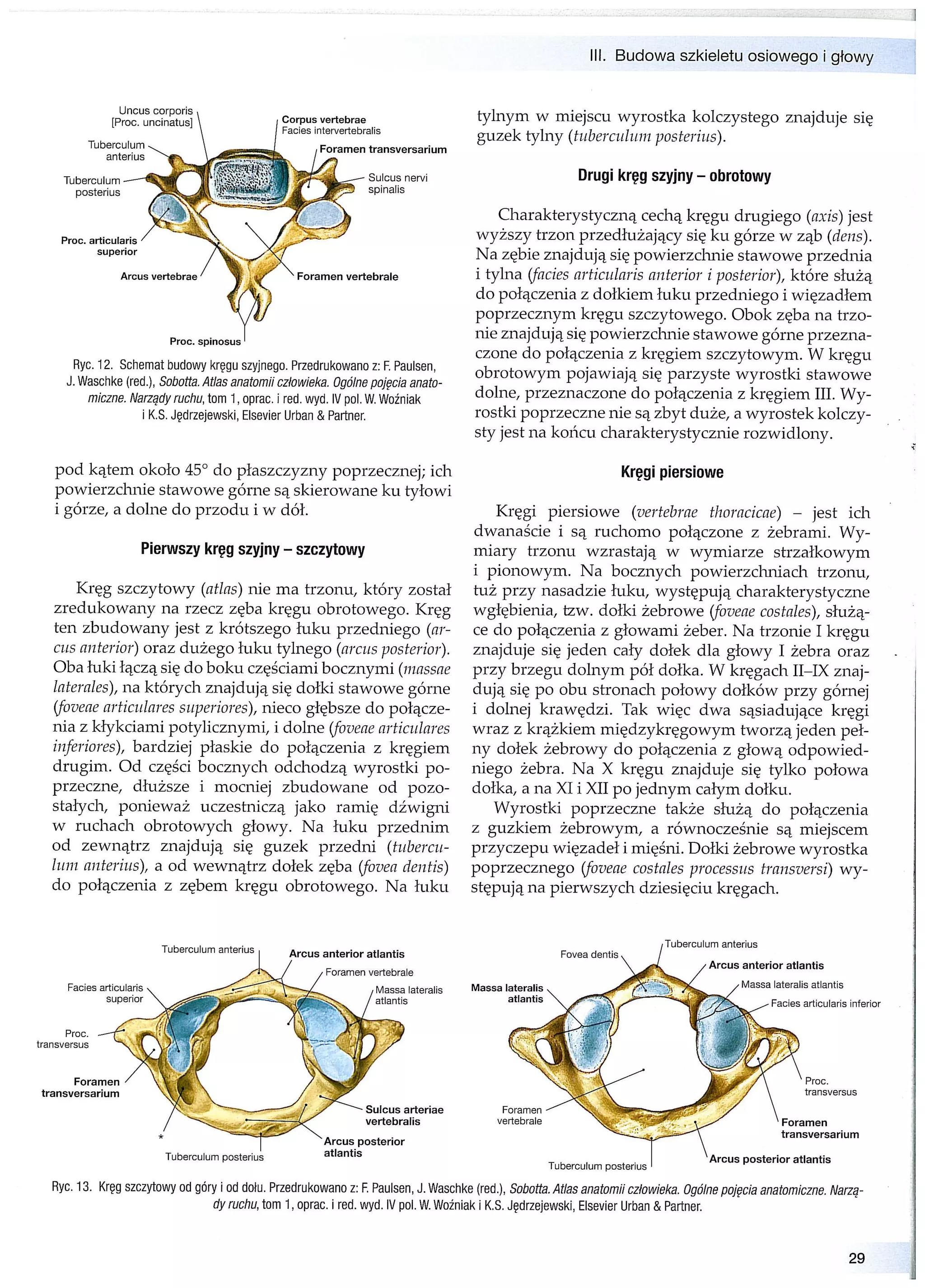 Anatomia układu ruchu (2013) z.ignasiak | PDF