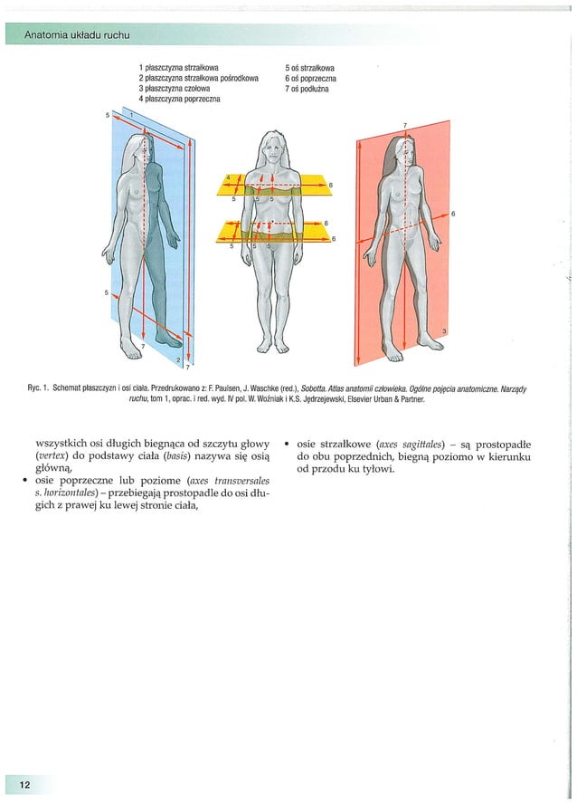 Anatomia układu ruchu (2013) z.ignasiak | PDF