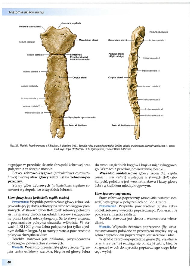 Anatomia układu ruchu (2013) z.ignasiak | PDF