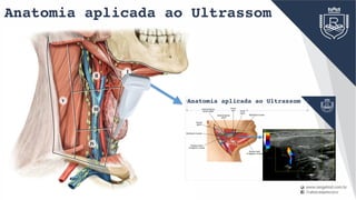 Anatomia aplicada ao Ultrassom
IV
V
III VI
I
II
 