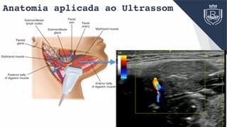 Anatomia aplicada ao Ultrassom
Facial
vein
Submandibular
gland
Parotid
gland
Facial
artery
Posterior belly
of digastric muscle
Anterior belly
of digastric muscle
Mylohyoid muscle
Stylohyoid muscle
Submandibular
lymph nodes
CHAPTER 9 Salivary Glands 147
 