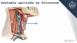 Anatomia aplicada ao Ultrassom
IV
V
III VI
I
II
 