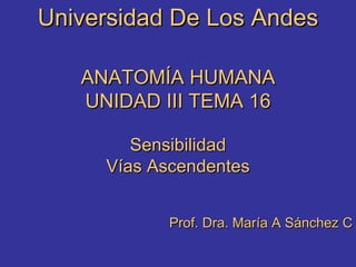 Universidad De Los Andes ANATOMÍA HUMANA UNIDAD III TEMA 16 Sensibilidad Vías Ascendentes Prof. Dra. María A Sánchez C 