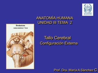ANATOMÍA HUMANA
UNIDAD III TEMA 2
Tallo Cerebral
Configuración Externa
Prof. Dra. María A Sánchez C
 