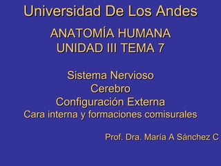 Universidad De Los Andes ANATOMÍA HUMANA UNIDAD III TEMA 7 Sistema Nervioso Cerebro Configuración Externa Cara interna y formaciones comisurales Prof. Dra. María A Sánchez C 