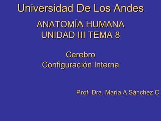 Universidad De Los Andes ANATOMÍA HUMANA UNIDAD III TEMA 8 Cerebro Configuración Interna Prof. Dra. María A Sánchez C 