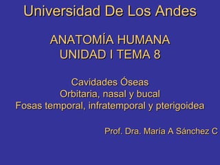 Universidad De Los Andes ANATOMÍA HUMANA UNIDAD I TEMA 8 Cavidades Óseas Orbitaria, nasal y bucal Fosas temporal, infratemporal y pterigoidea Prof. Dra. María A Sánchez C 