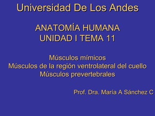 Universidad De Los Andes ANATOMÍA HUMANA UNIDAD I TEMA 11 Músculos mímicos Músculos de la región ventrolateral del cuello Músculos prevertebrales Prof. Dra. María A Sánchez C 