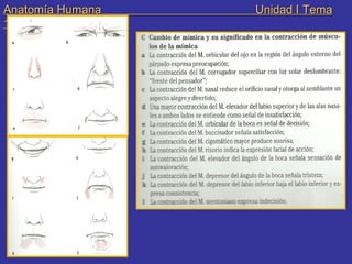 Anatomía Humana  Unidad I Tema 11 
