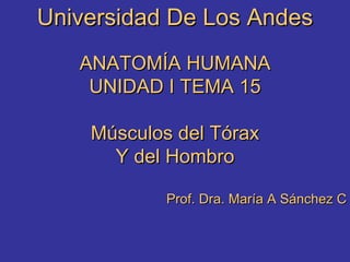 Universidad De Los Andes ANATOMÍA HUMANA UNIDAD I TEMA 15 Músculos del Tórax Y del Hombro Prof. Dra. María A Sánchez C 
