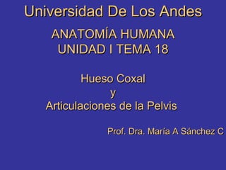 Universidad De Los Andes ANATOMÍA HUMANA UNIDAD I TEMA 18 Hueso Coxal y Articulaciones de la Pelvis  Prof. Dra. María A Sánchez C 