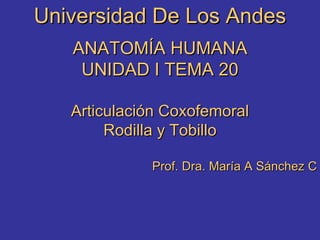 Universidad De Los Andes ANATOMÍA HUMANA UNIDAD I TEMA 20 Articulación Coxofemoral Rodilla y Tobillo Prof. Dra. María A Sánchez C 