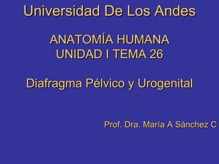 Universidad De Los Andes ANATOMÍA HUMANA UNIDAD I TEMA 26 Diafragma Pélvico y Urogenital Prof. Dra. María A Sánchez C 
