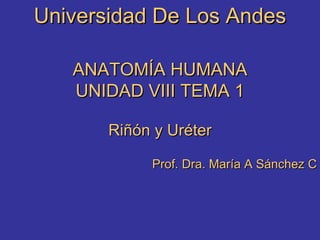 Universidad De Los Andes ANATOMÍA HUMANA UNIDAD VIII TEMA 1 Riñón y Uréter Prof. Dra. María A Sánchez C 